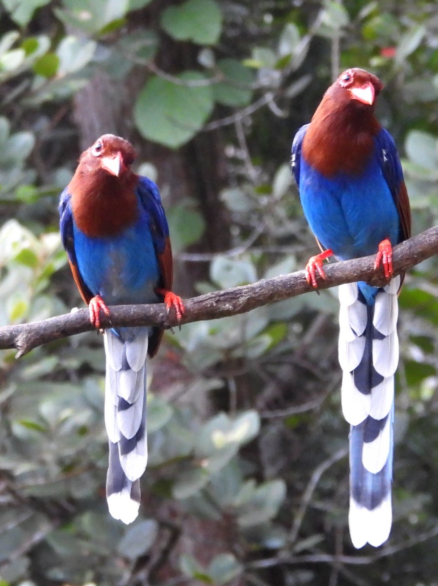 Sri Lanka Blue-Magpie - ML641900072