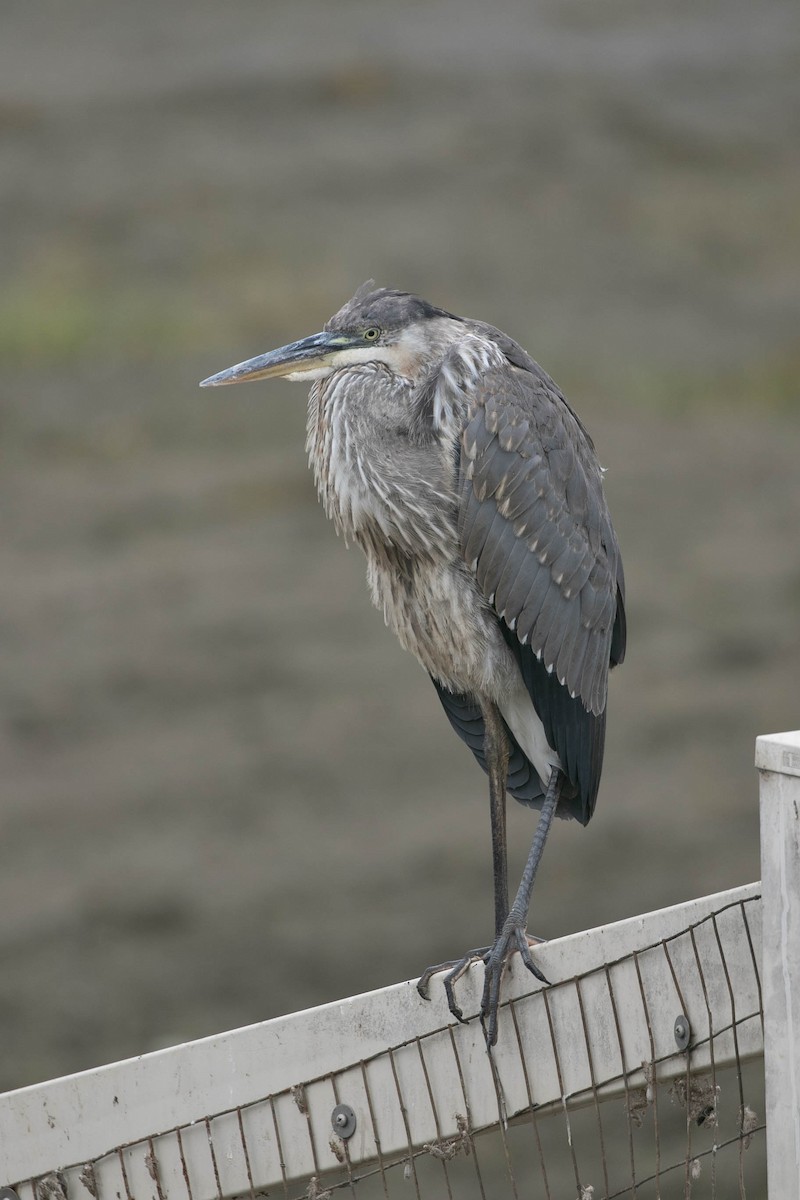 Great Blue Heron - ML641900081