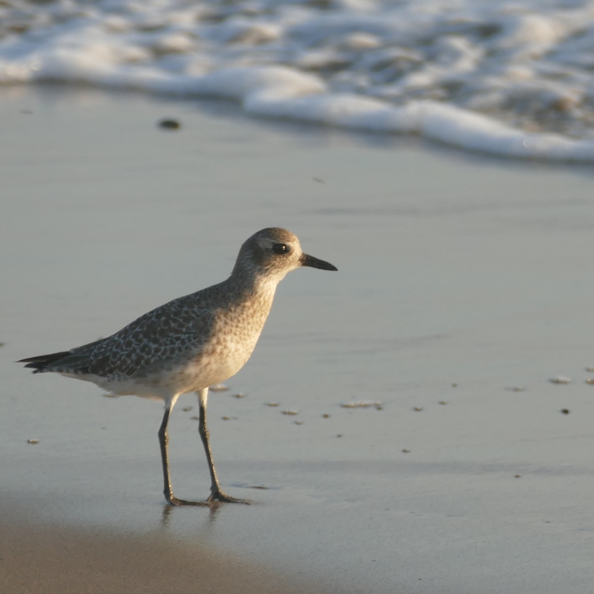 Black-bellied Plover - ML641900129