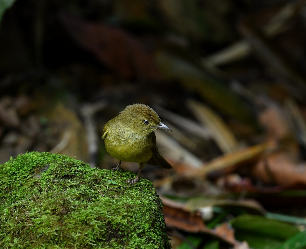 Bulbul de Cachar - ML641900133