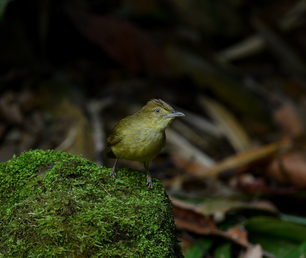Bulbul de Cachar - ML641900134