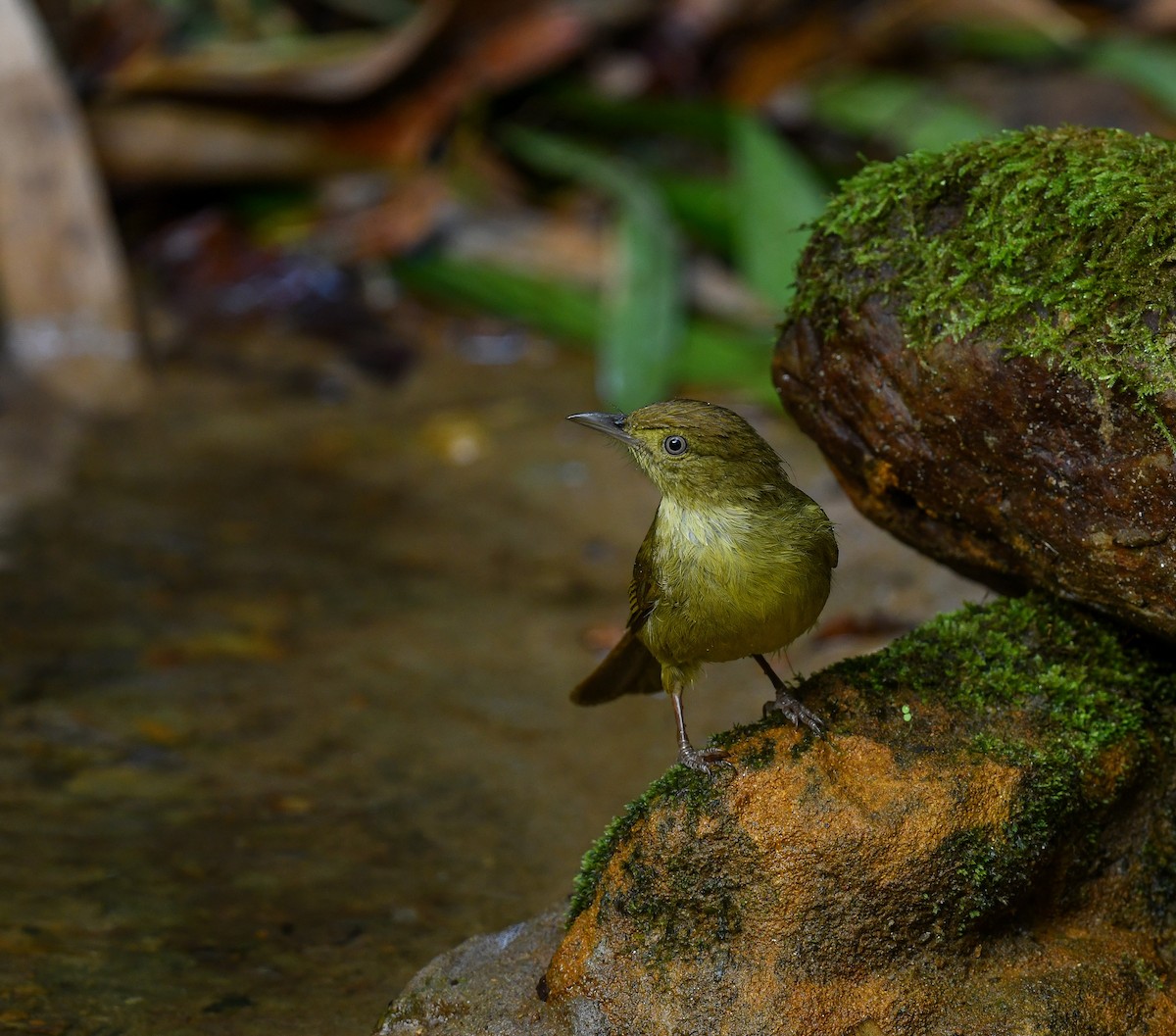 Bulbul de Cachar - ML641900135