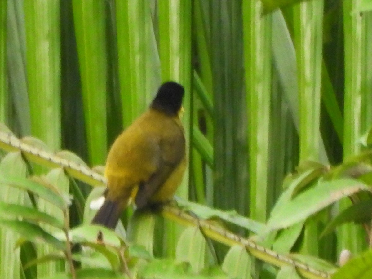 Black-capped Bulbul - ML641900151