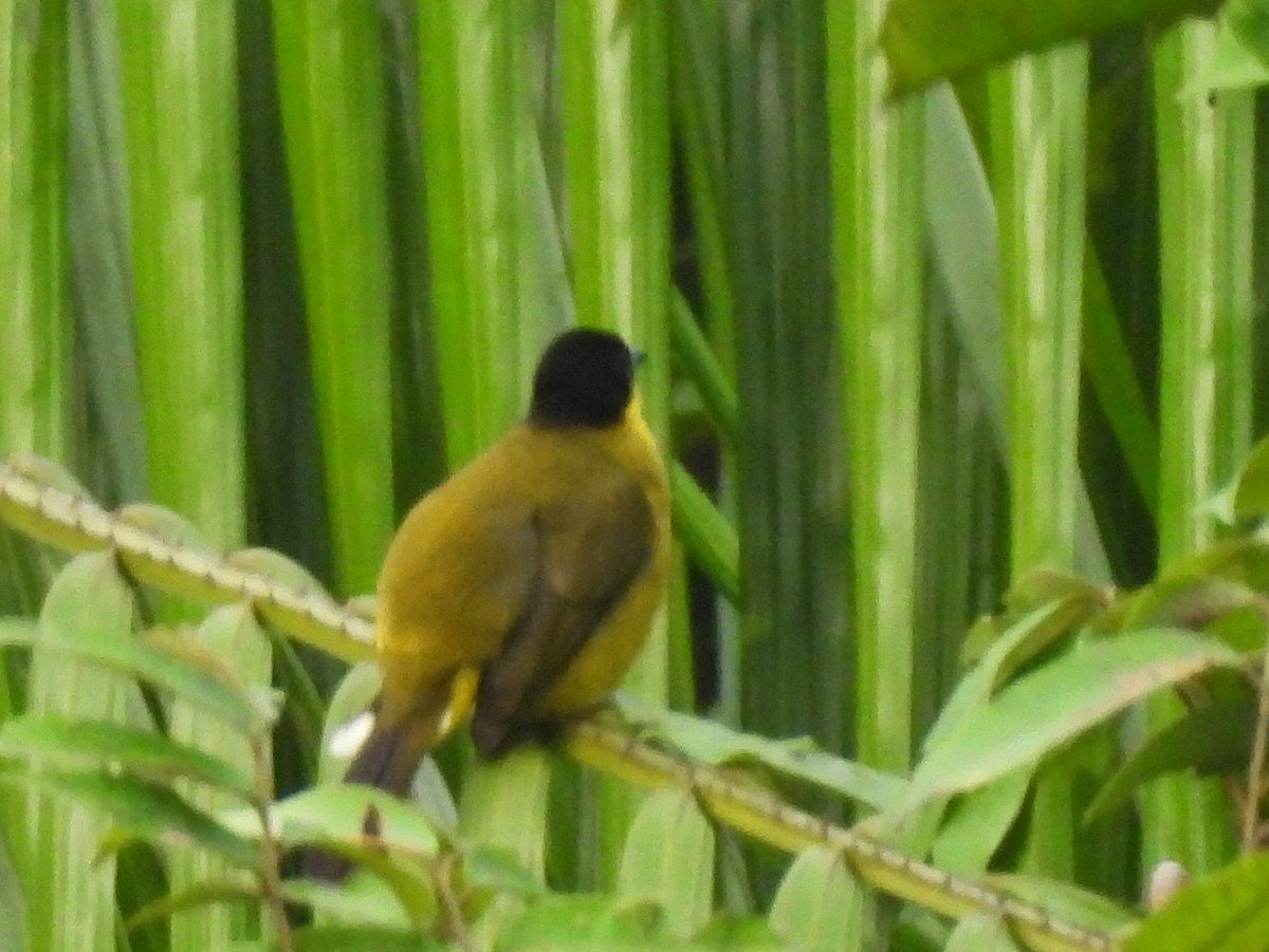 Black-capped Bulbul - ML641900152