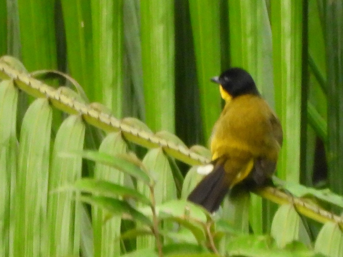 Black-capped Bulbul - ML641900153