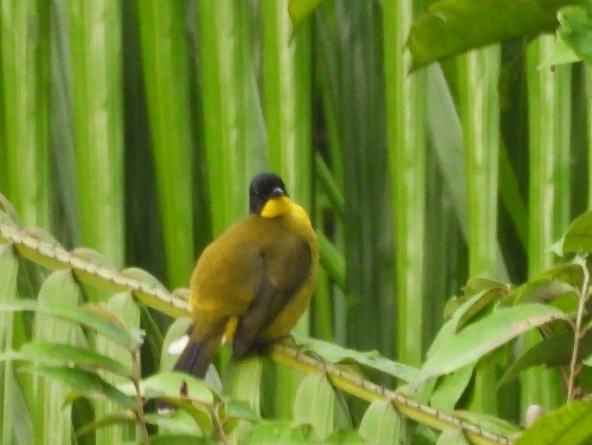 Black-capped Bulbul - ML641900154