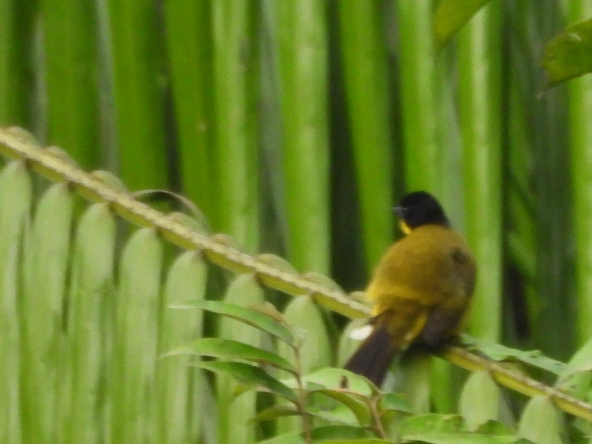 Black-capped Bulbul - ML641900155