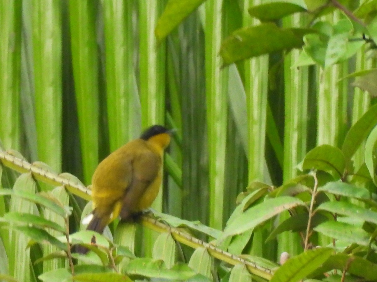 Black-capped Bulbul - ML641900156