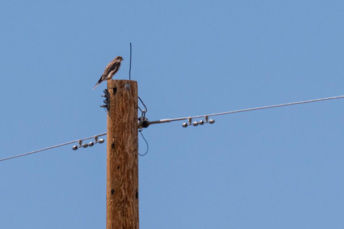 Prairie Falcon - ML641900158