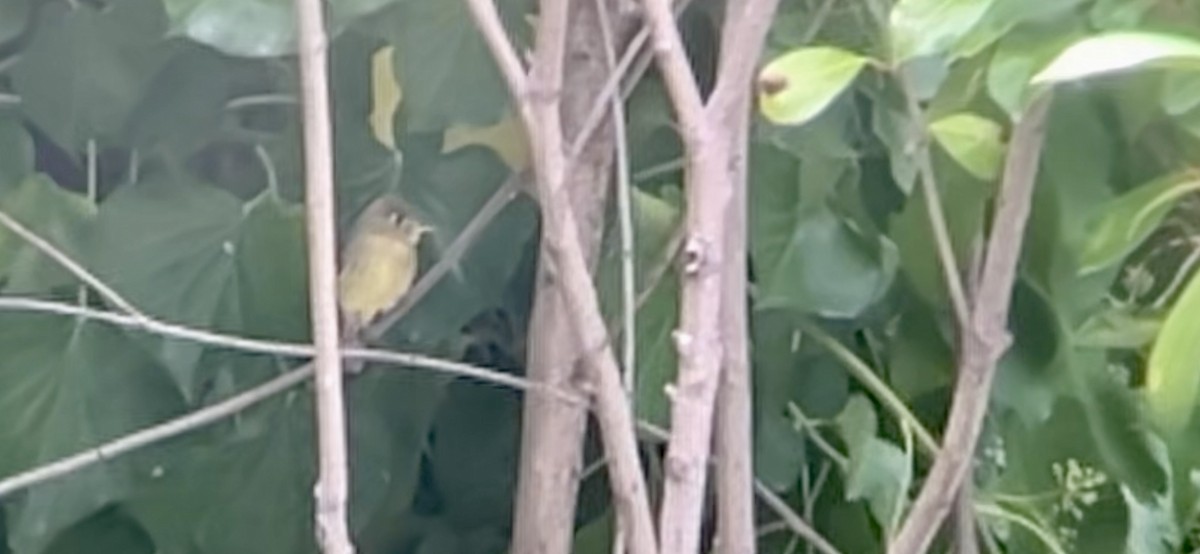 Western Flycatcher - ML641900166