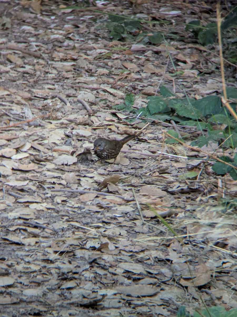 Fox Sparrow - ML641900172