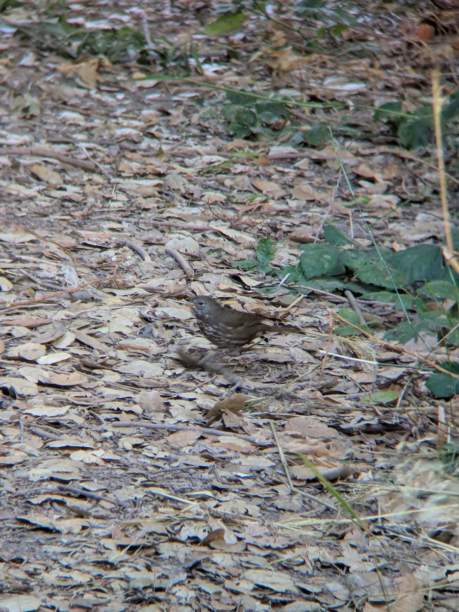 Fox Sparrow - ML641900173