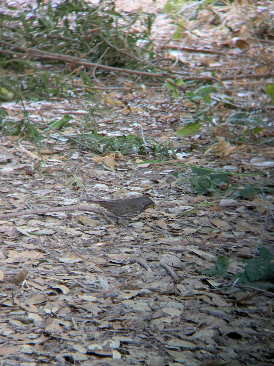 Fox Sparrow - ML641900174