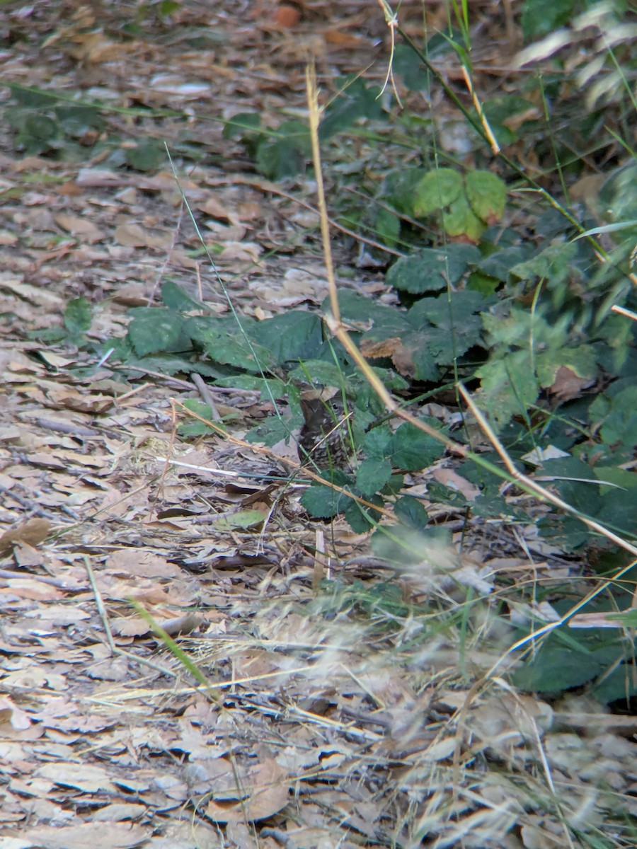 Fox Sparrow - ML641900175