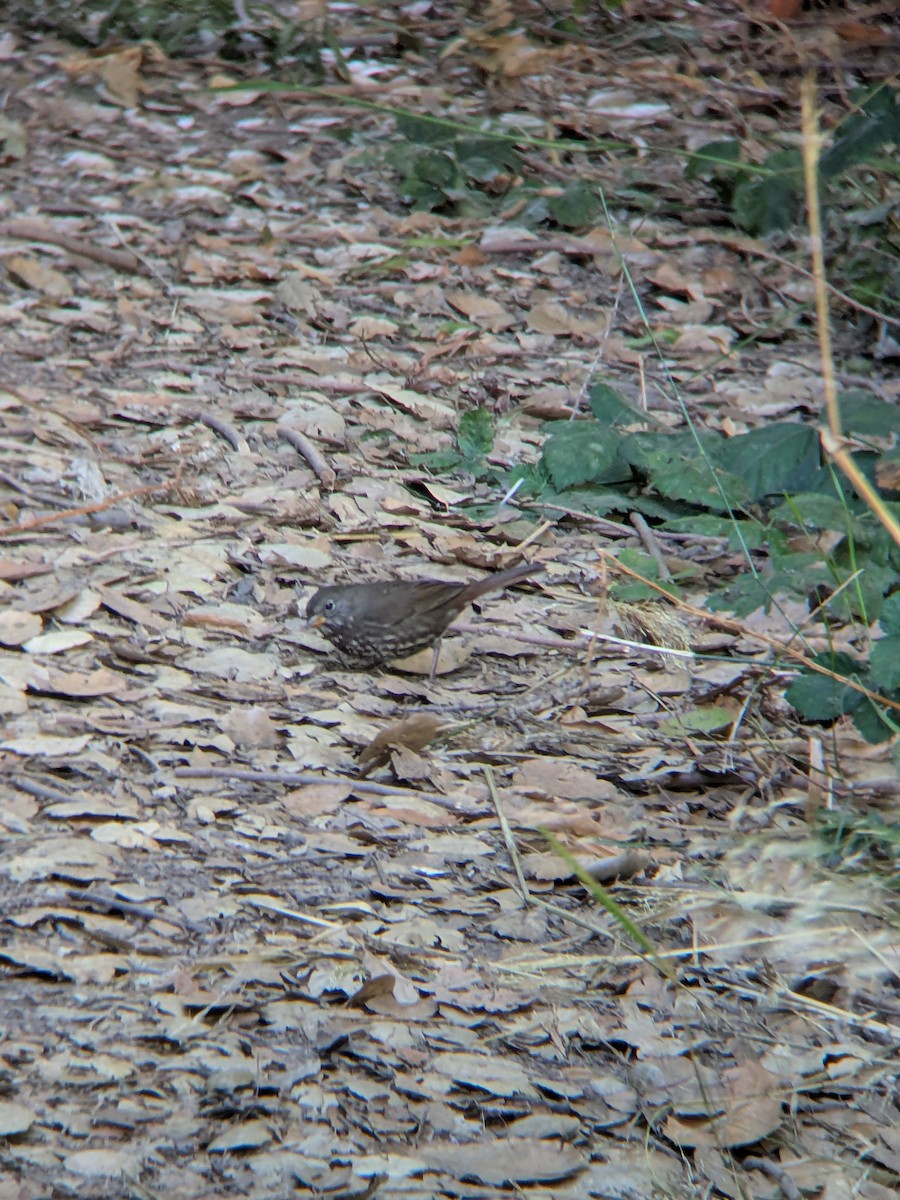 Fox Sparrow - ML641900176