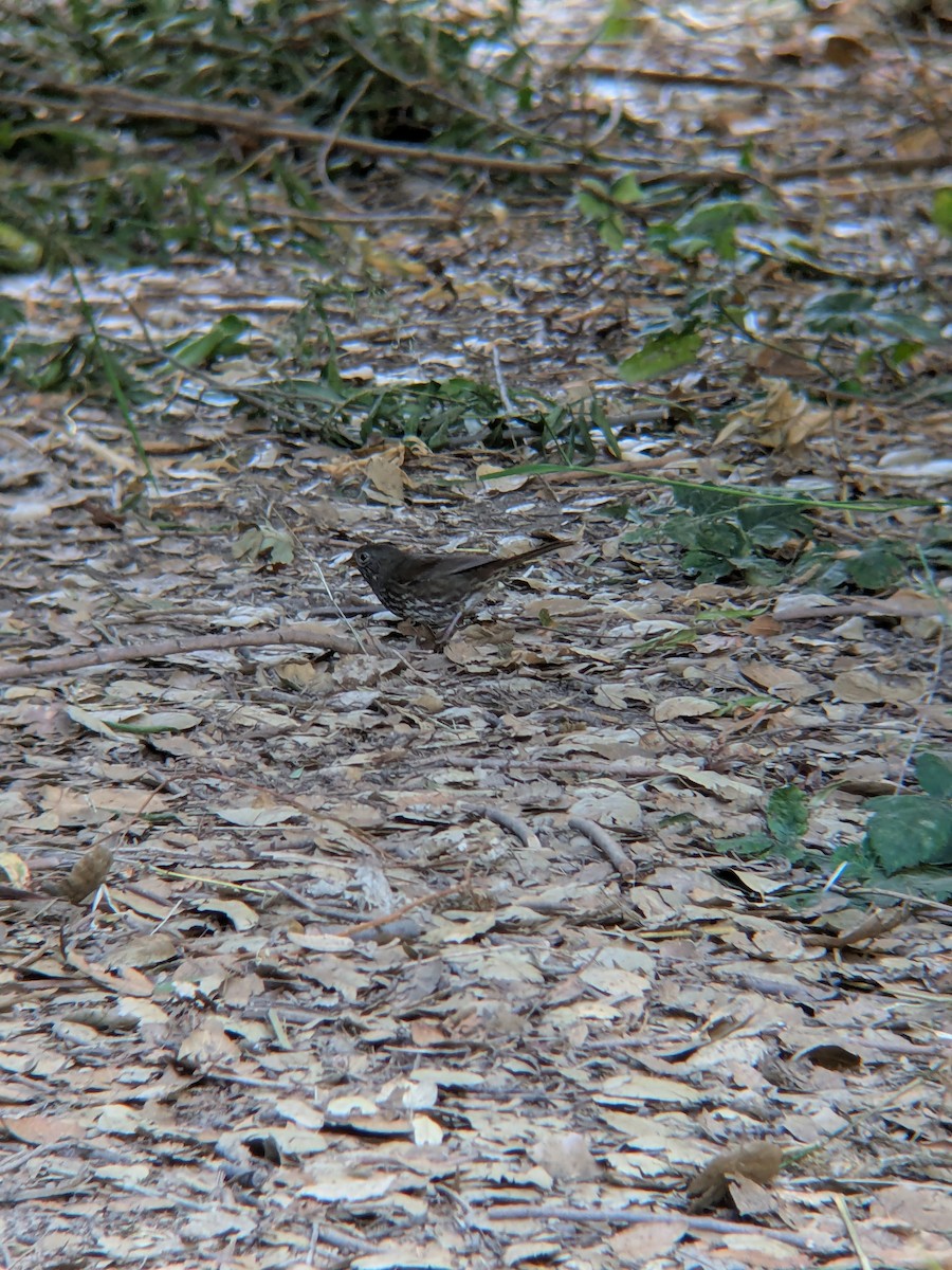 Fox Sparrow - ML641900177