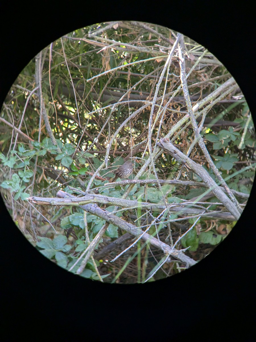 Fox Sparrow - ML641900178