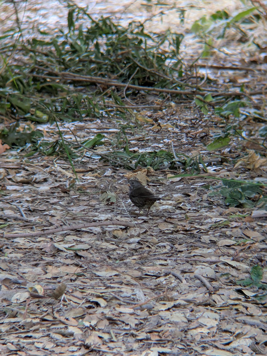 Fox Sparrow - ML641900179