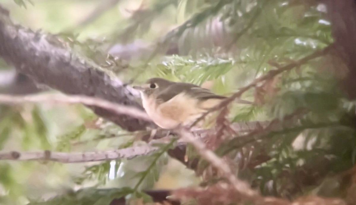 eikevireo - ML641900180