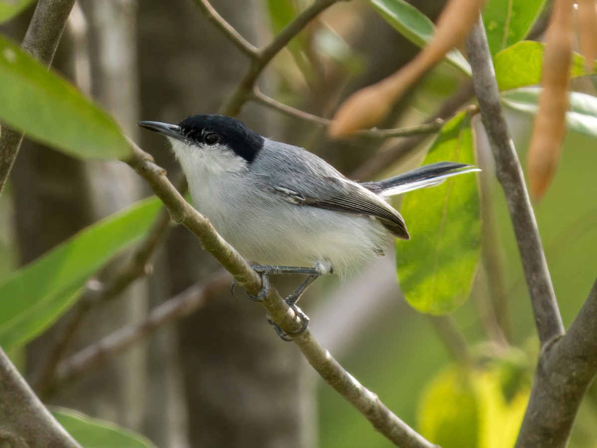 White-lored Gnatcatcher - ML641900183