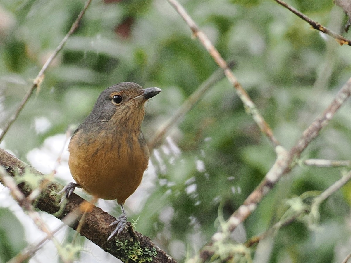 Bower's Shrikethrush - ML641900184