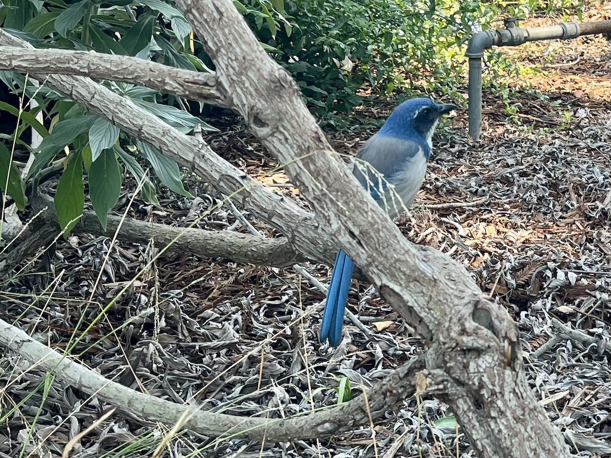 California Scrub-Jay - ML641900187