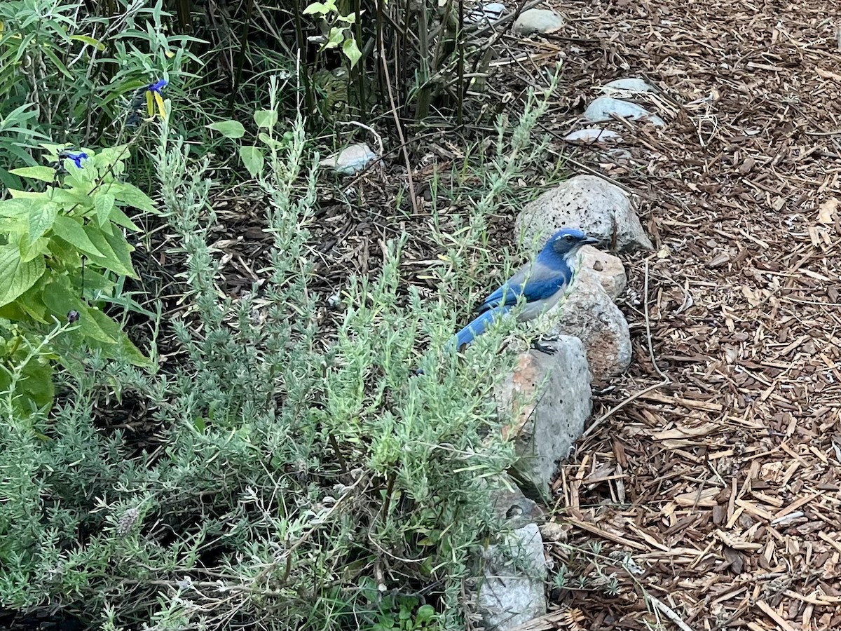 California Scrub-Jay - ML641900188