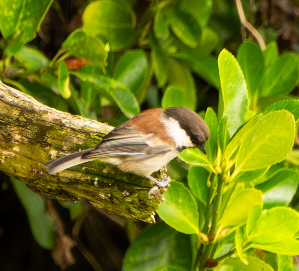 Mésange à dos marron - ML641900195