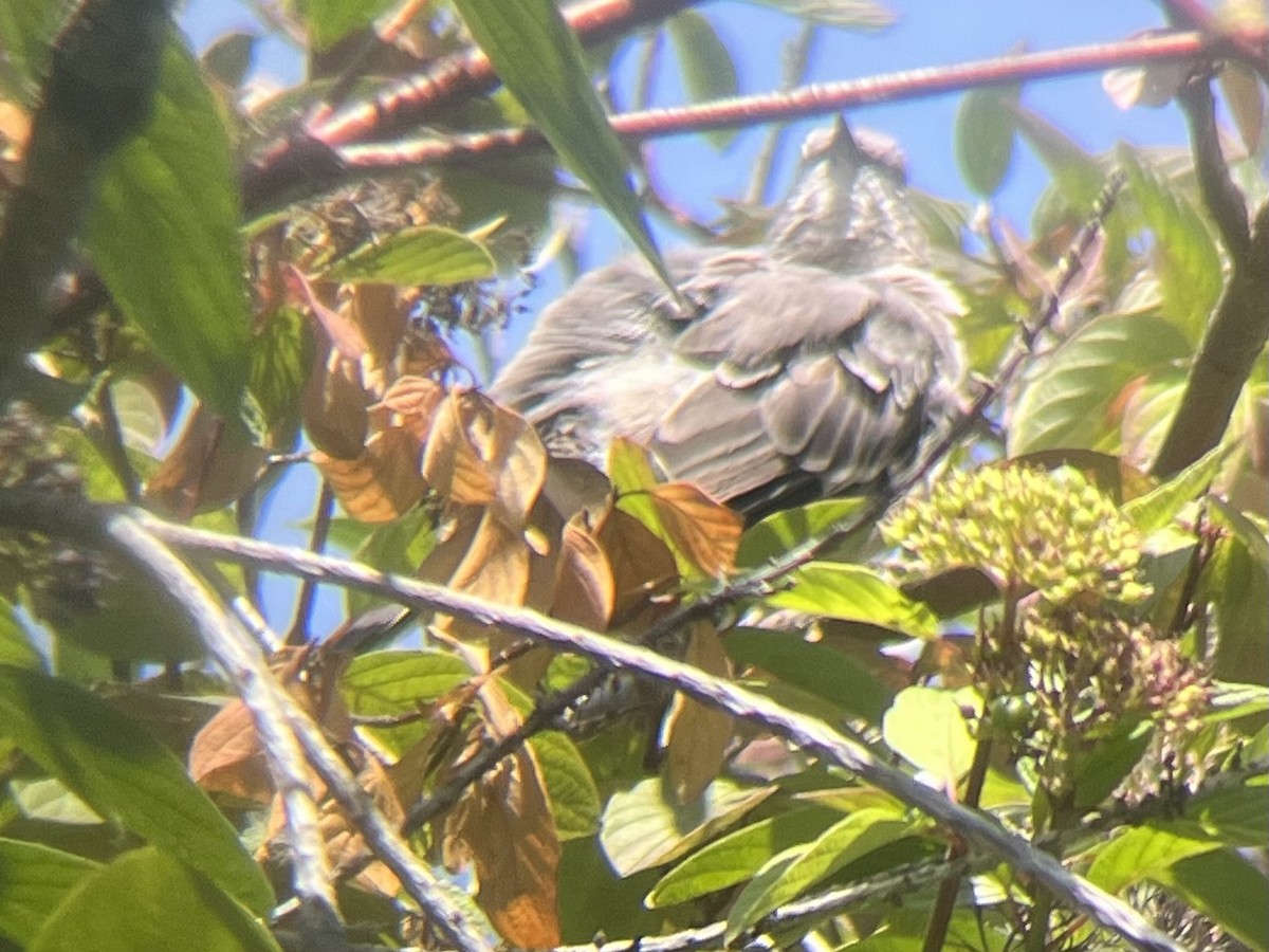 sangspottefugl - ML641900200