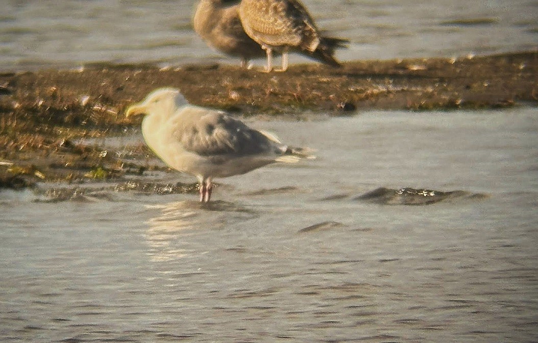 Glaucous-winged Gull - ML641900212