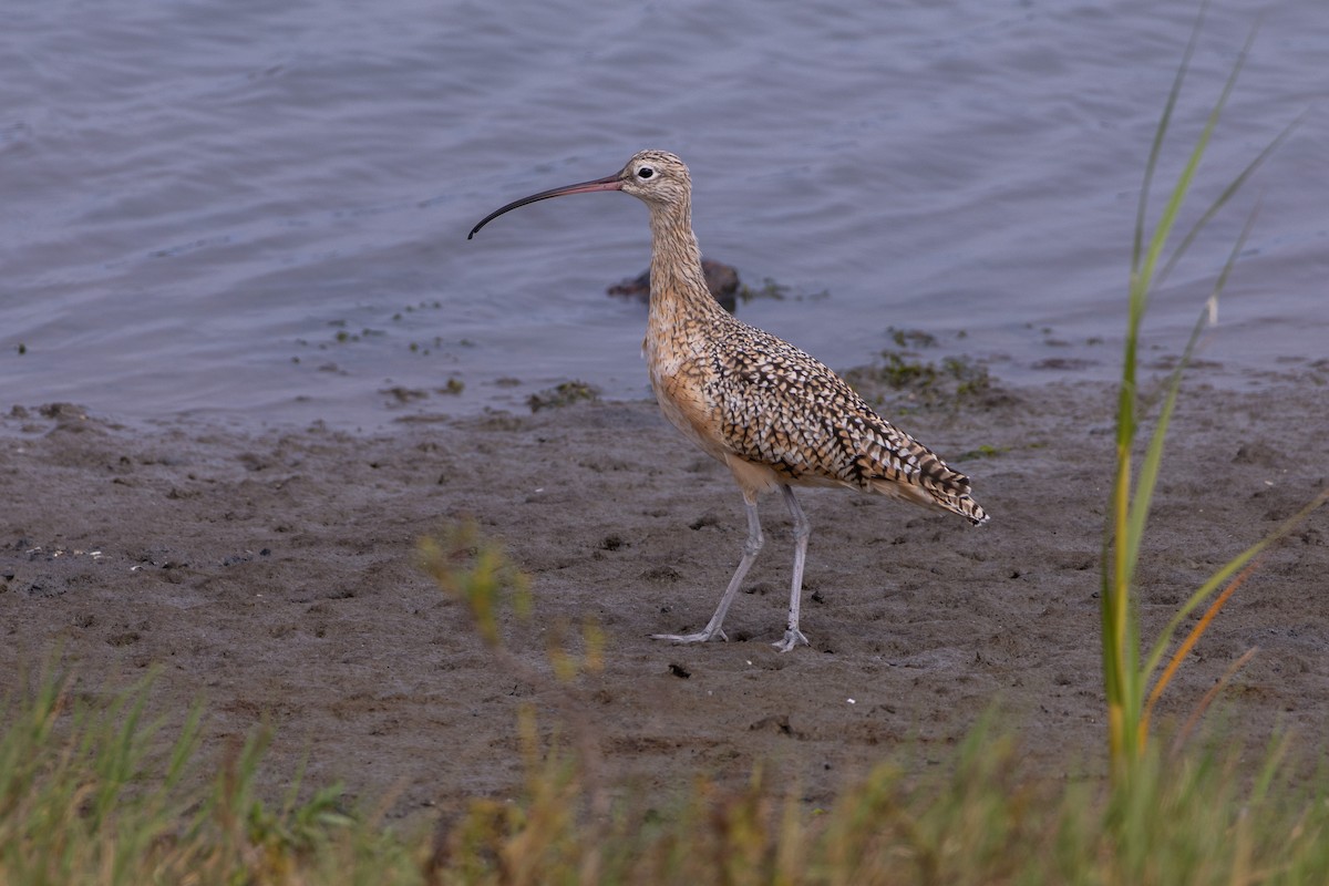 Long-billed Curlew - ML641900236