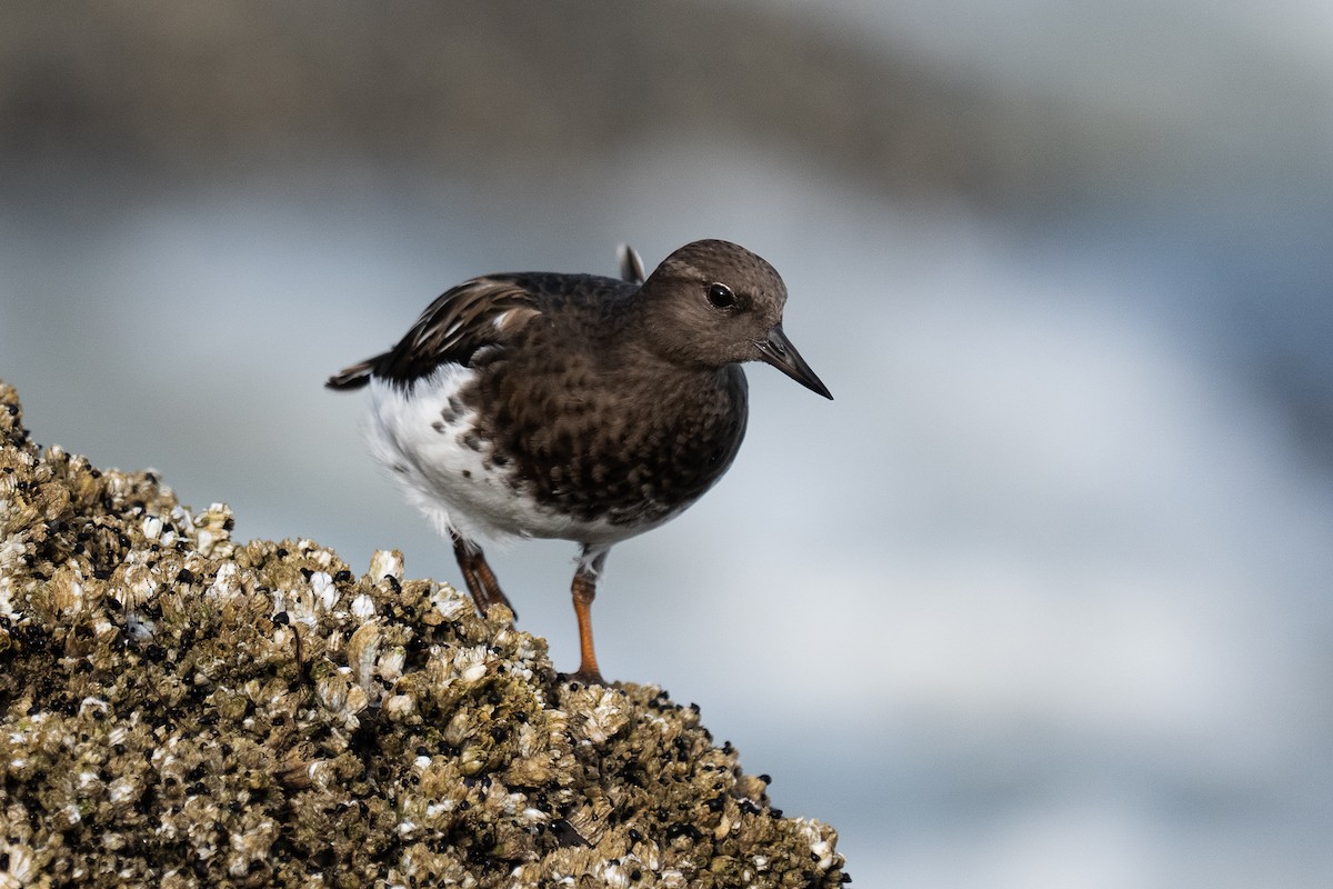 Black Turnstone - ML641900251
