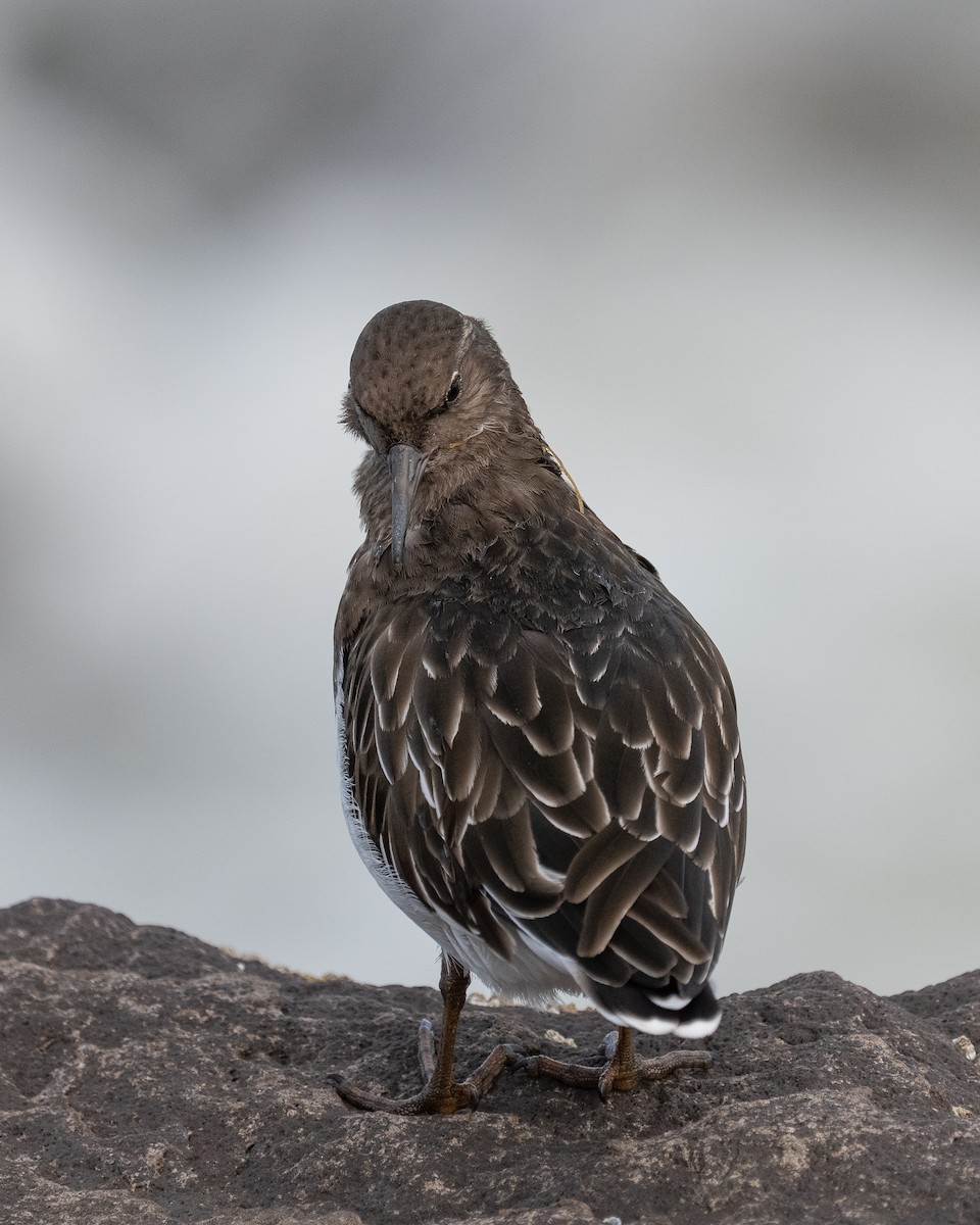 Black Turnstone - ML641900252