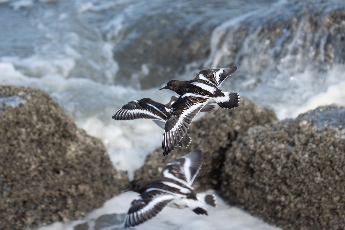 Black Turnstone - ML641900253
