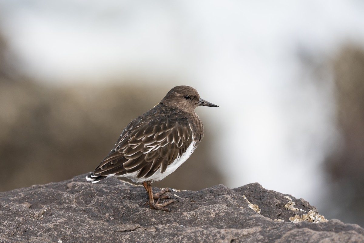 Black Turnstone - ML641900254