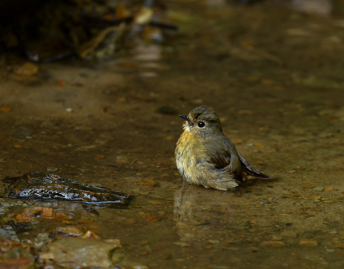 Snowy-browed Flycatcher - ML641900284