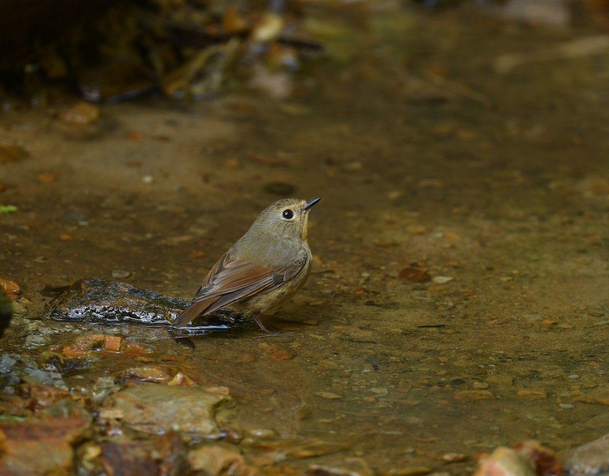 Snowy-browed Flycatcher - ML641900285