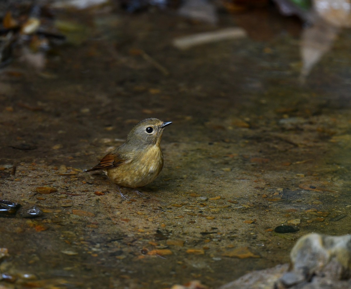 Snowy-browed Flycatcher - ML641900286