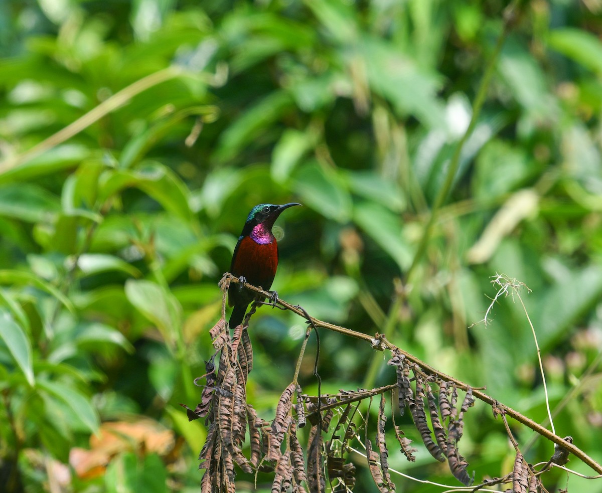 Van Hasselt's Sunbird - ML641900295