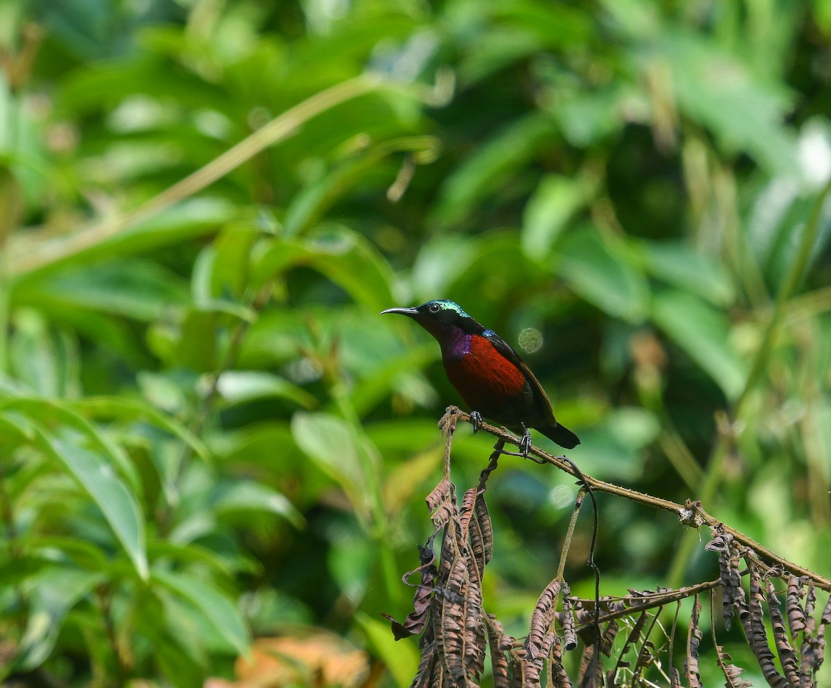 Van Hasselt's Sunbird - ML641900297