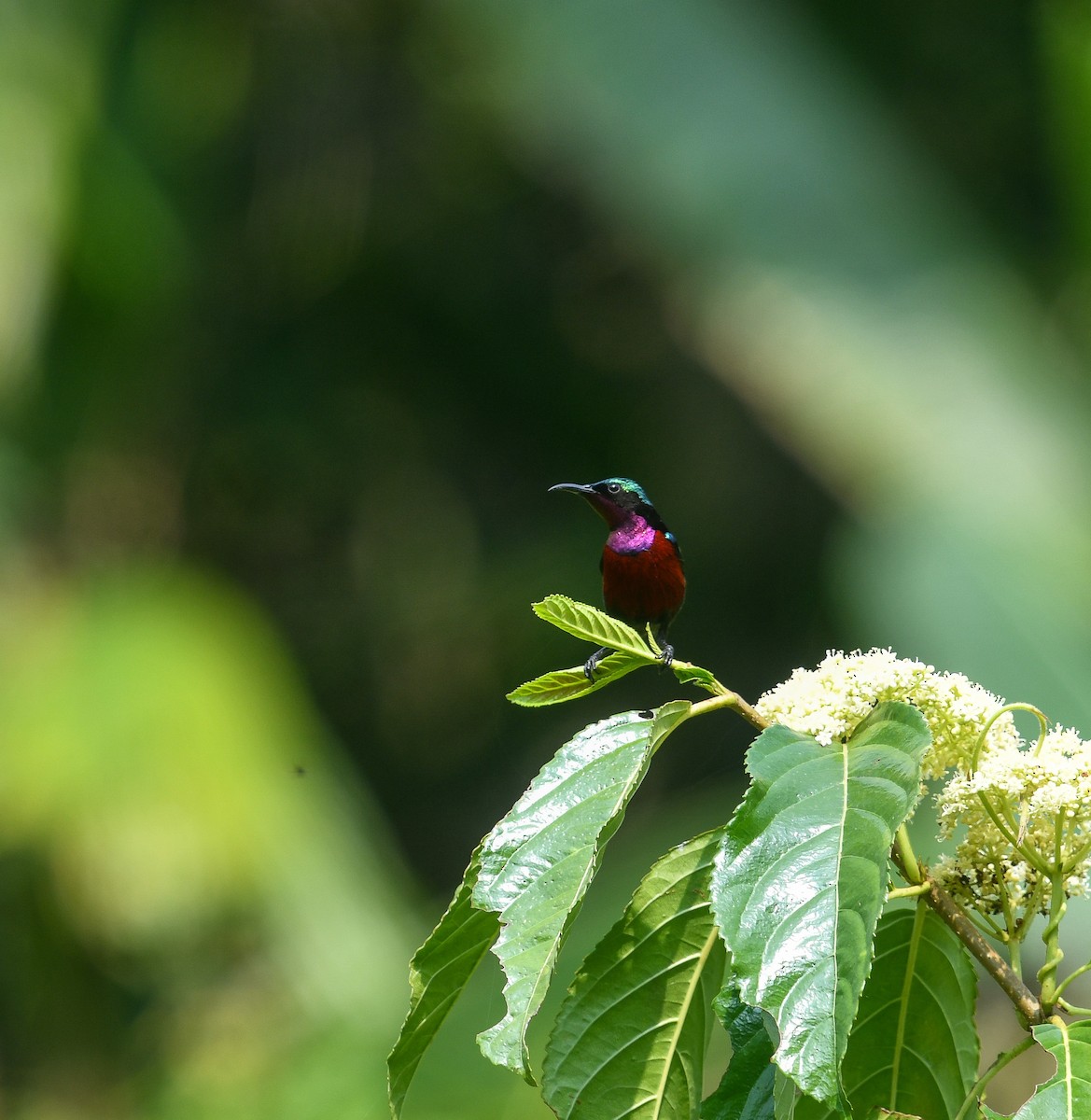 Van Hasselt's Sunbird - ML641900298