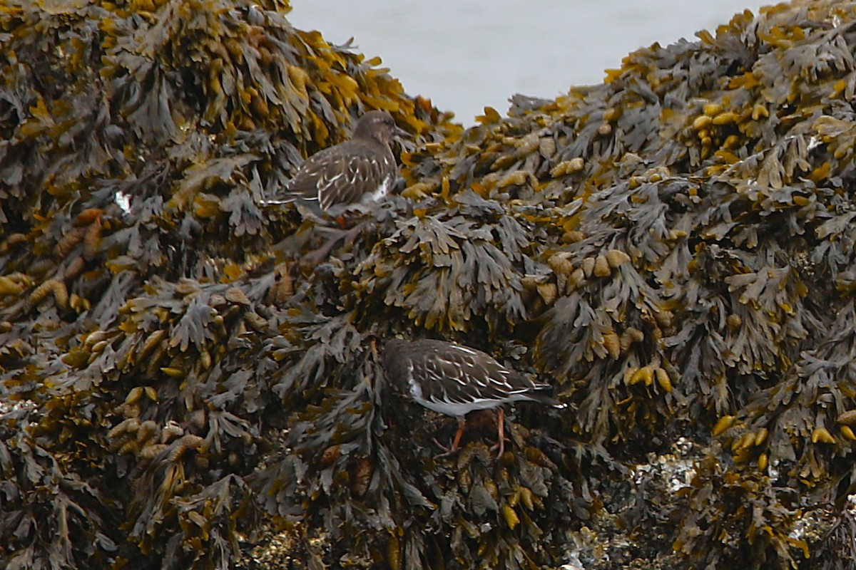 Black Turnstone - ML641900303