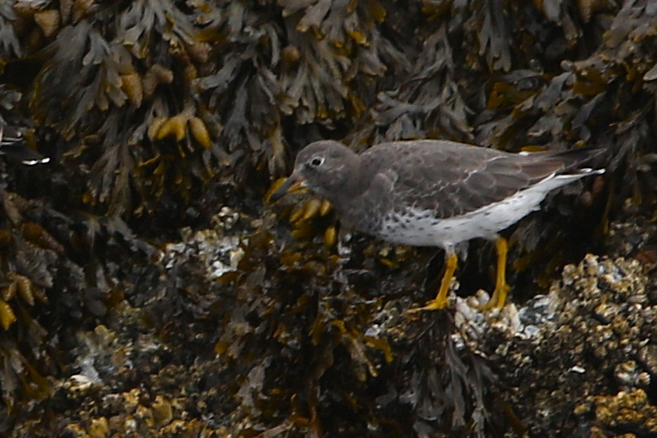 Surfbird - ML641900309