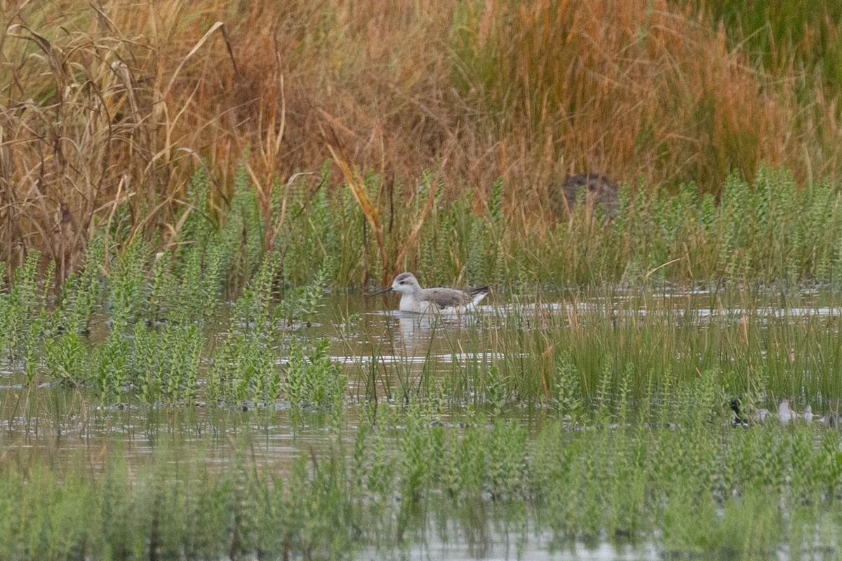 Wilson's Phalarope - ML641900323