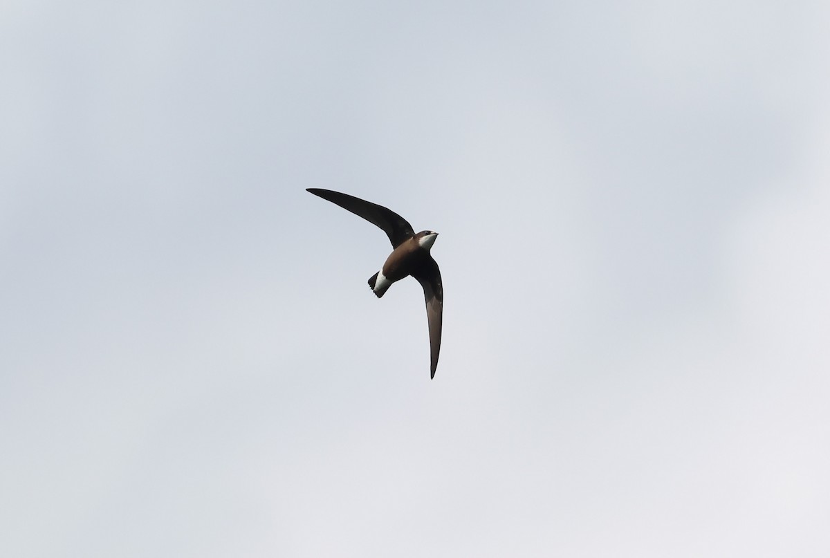 White-throated Needletail - ML641900330