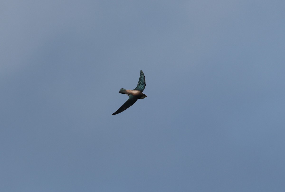 White-throated Needletail - ML641900331