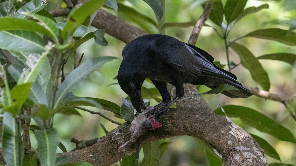 Large-billed Crow - ML641900336