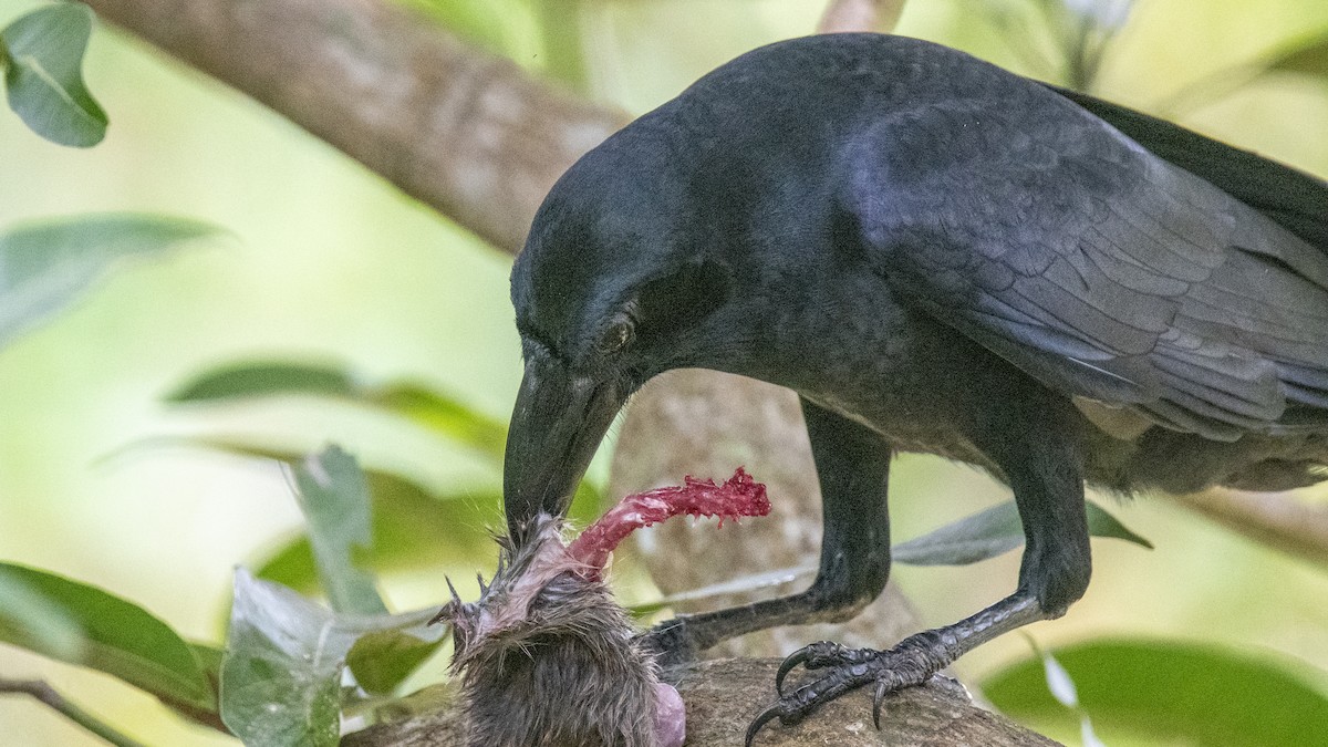 Large-billed Crow - ML641900341