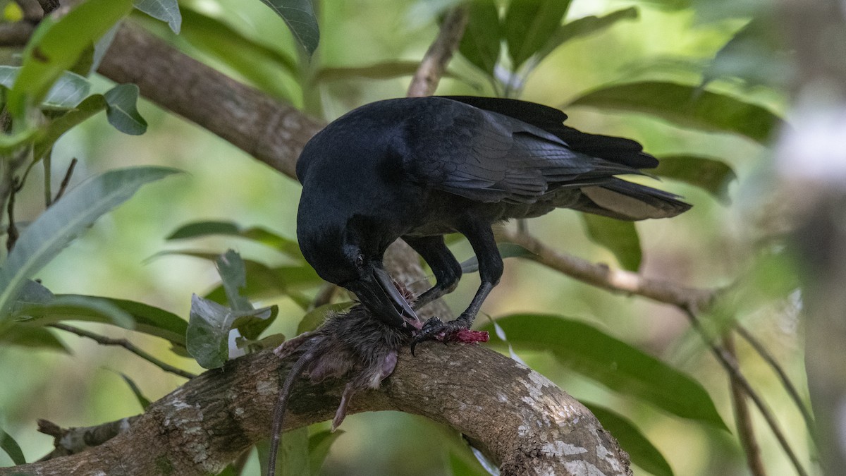 Large-billed Crow - ML641900342