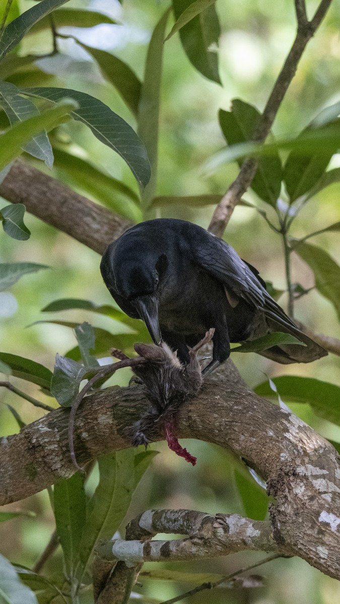 Large-billed Crow - ML641900344